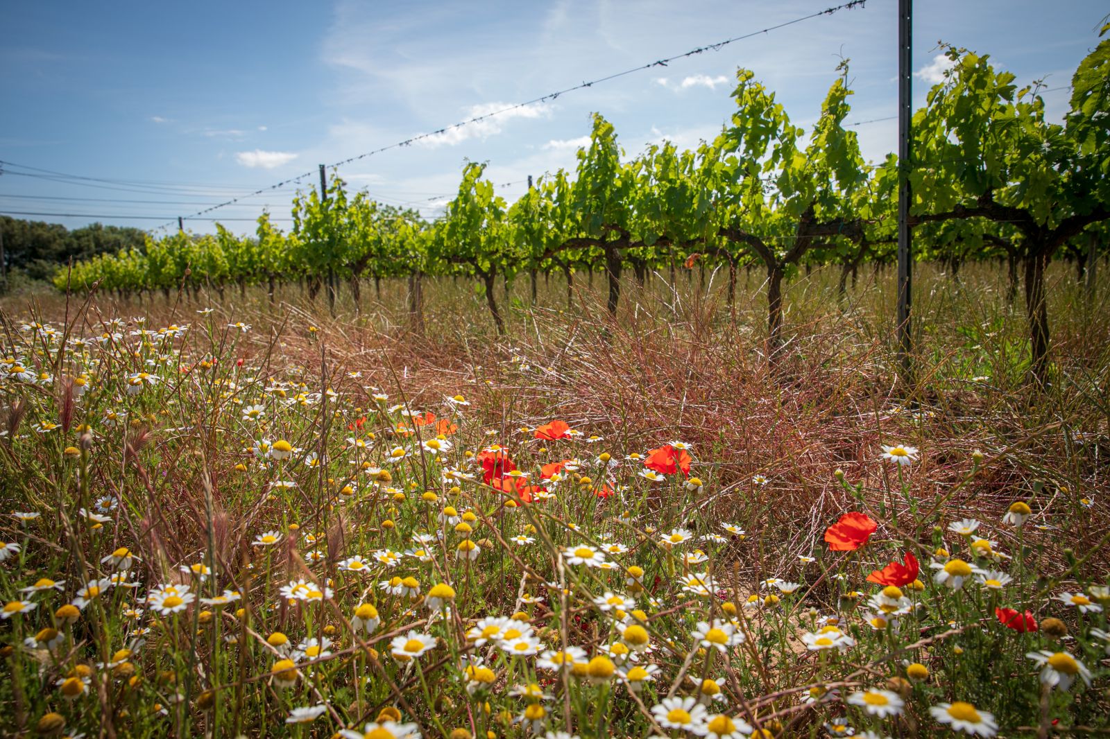 RVA, the first international certification in regenerative viticulture ...